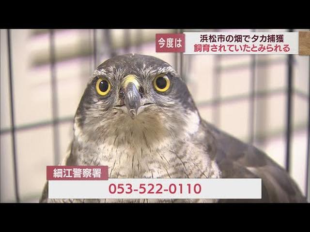 画像: 次はタカ… またまた浜松市で飼い主不明の生き物捕獲 体高40センチで種類は不明 youtu.be