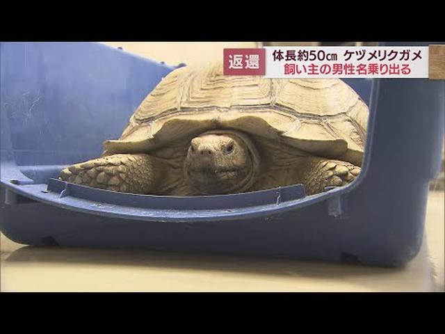 画像: カメの飼い主が自ら申し出 無事返還されました 浜松市で発見された50センチのケヅメリクガメ youtu.be