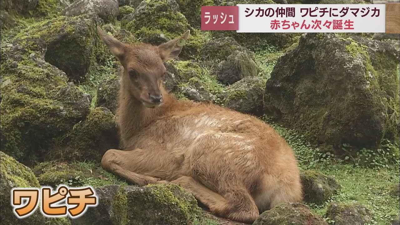 画像: 探してみて… ワピチにダマジカ シカの仲間の赤ちゃん次々誕生 静岡・富士サファリパーク youtu.be