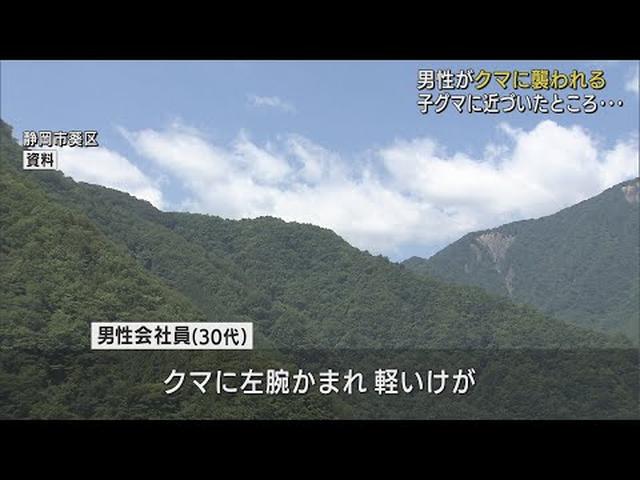 画像: 親が助けに来た? ワナにかかった子グマに近づいたら大人のクマが現れ…30代男性が襲われ負傷 静岡市 youtu.be