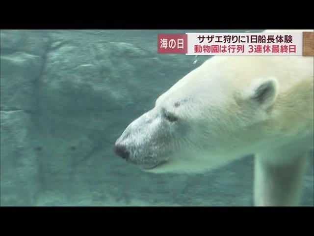 画像: 【海の日スケッチ③】涼しげに泳ぐホッキョクグマが人気 動物園にも多くの来場者 静岡市 youtu.be