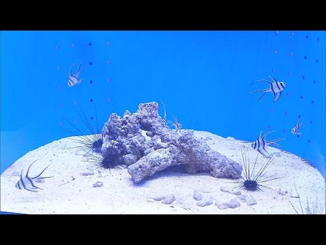 画像: 赤ちゃんだけの水族館オープン ミズクラゲやメジナなど100種…「海のゆりかご」とも呼ばれる海草「アマモ」も 静岡・清水町 youtu.be