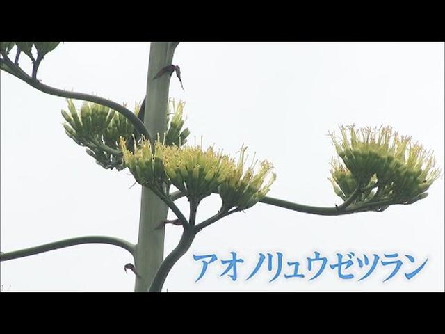 画像: 数十年に一度しか花を咲かせない植物が咲いた! 開花後は枯れてしまう… 静岡・藤枝市 youtu.be