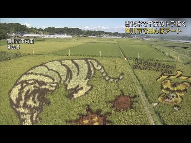 画像: 古代米を使って田んぼアート 今年の干支のトラが描かれる… 静岡県菊川市 youtu.be