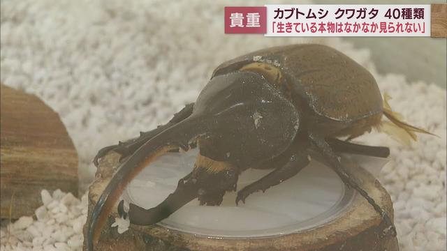 画像: 「すごくかっこいい…」 世界最大のカブトムシやクワガタ、南米原産の珍種まで 静岡・御殿場市で企画展 youtu.be