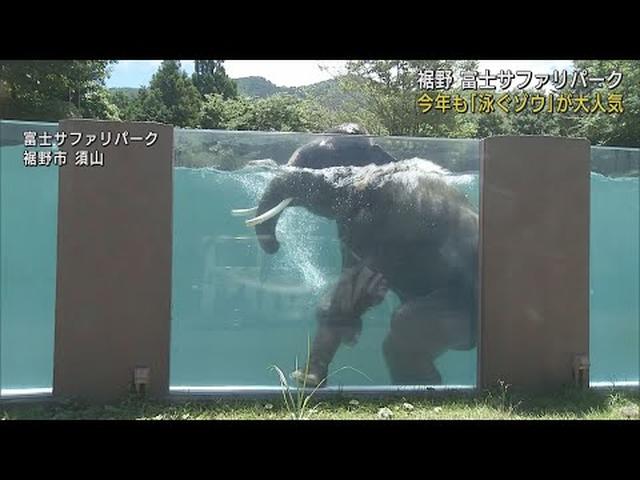 画像: 泳ぐゾウ今年も 泳ぐ回数が多いのは暑くて天気のいい日 静岡県裾野市 富士サファリパーク youtu.be