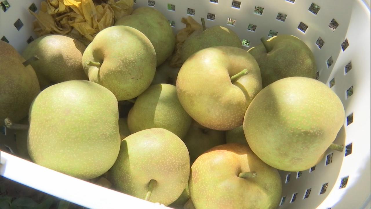 画像: 「幸水」「かおり」「あきづき」　農園で梨の収穫が始まる　静岡・掛川市