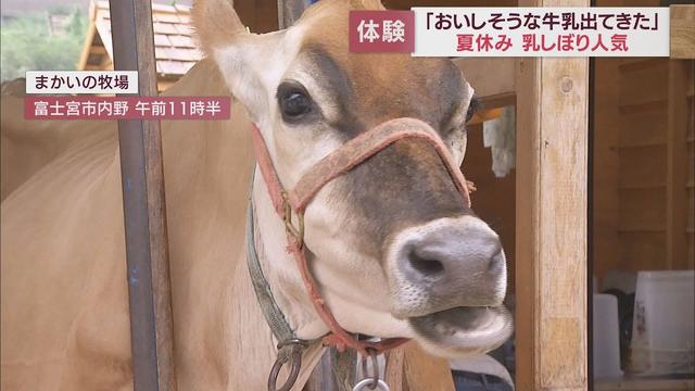画像: 「ぎゅーって絞るとおいしそうな牛乳が出てきた」まかいの牧場でウシの乳しぼりが人気　静岡・富士宮市 youtu.be
