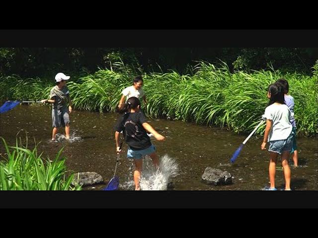 画像: 【カメラマンスケッチ】せせらぎに涼を求めて　市民が協力して守るきれいな水　静岡・三島市　源兵衛川 youtu.be