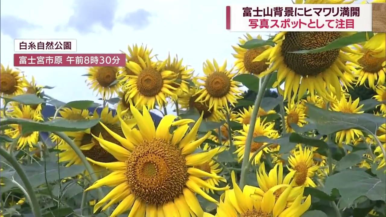 画像: 富士山バックに満開の1万5千本のヒマワリ　フォトスポットとしても人気 youtu.be