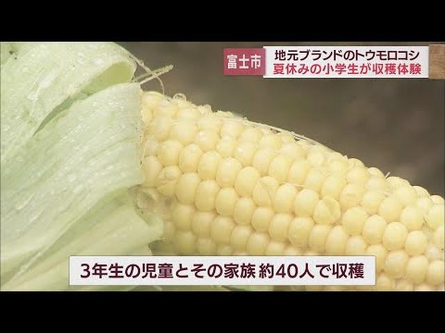 画像: ポキっていう音が楽しい…「富士山麓わくわくコーン」収穫できました　地元ブランドのトウモロコシ実る　静岡・富士市 youtu.be