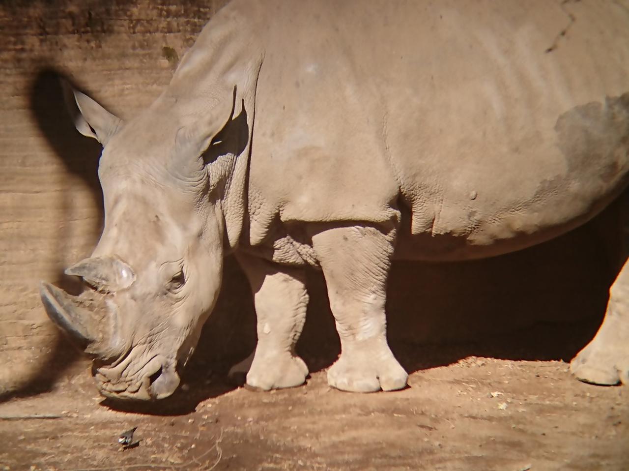 画像: 提供:静岡市立日本平動物園 シロサイ「サイコ」