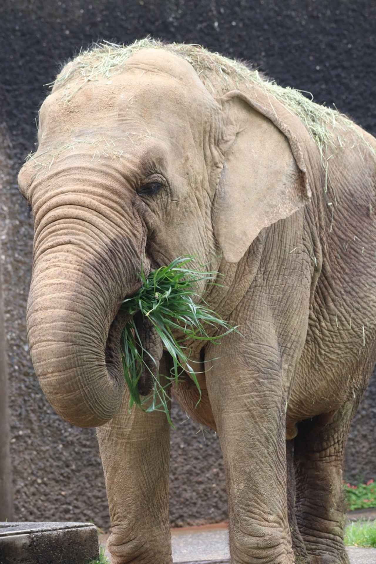 画像: ハマコ　提供　浜松市動物園