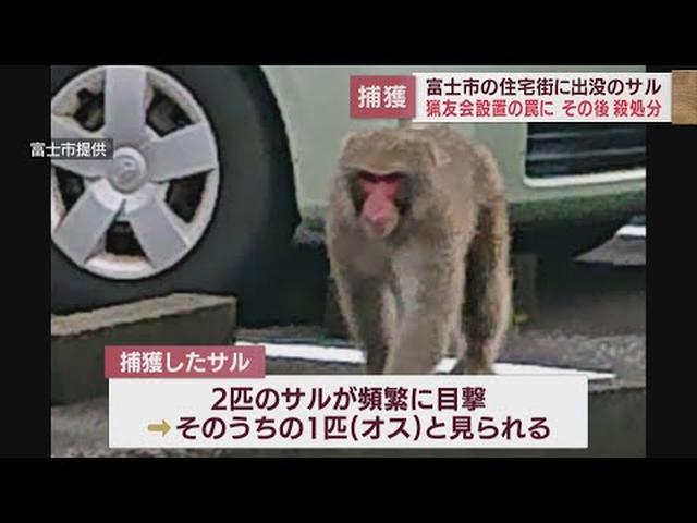 画像: 住宅地に出没していたニホンザルか オスザル1匹を殺処分に 静岡・富士市 youtu.be