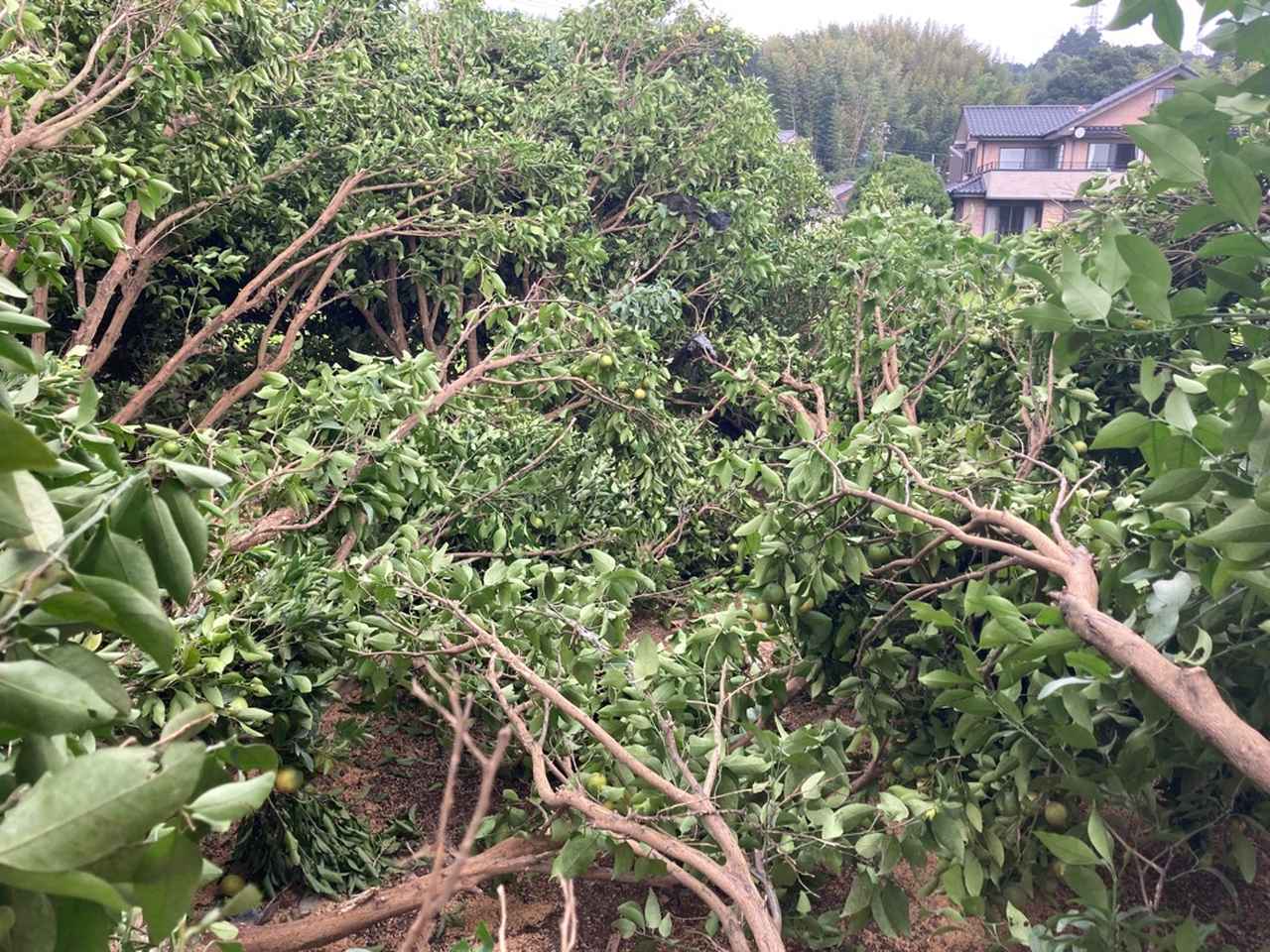 画像2: 静岡地方気象台「一部は竜巻と推定」…静岡・牧之原市の突風被害 別の場所は「特定に至らず」 突風は2カ所で発生