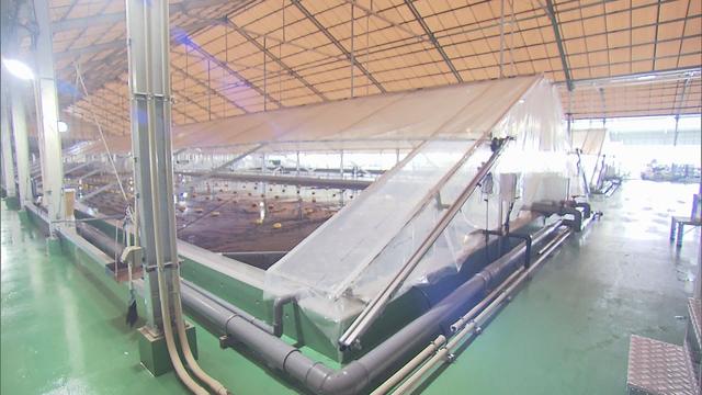 画像: 国内最大級のエビ養殖場が完成　環境への配慮と美味しさ…　次世代型施設の秘密とは　静岡・磐田市 youtu.be