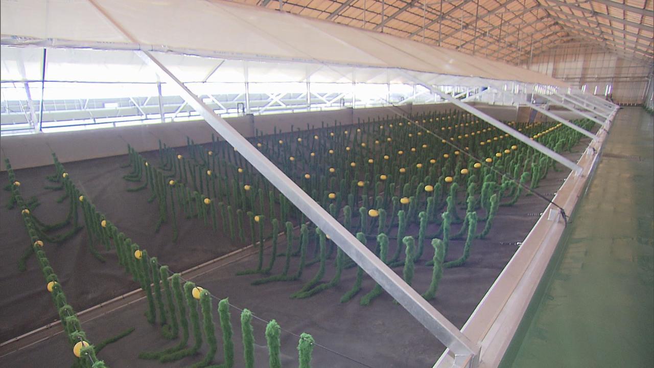 画像: 水槽にはある工夫が…