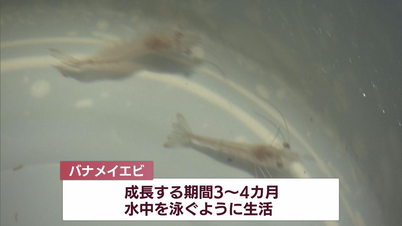 画像: 関電の子会社がなぜエビ養殖？