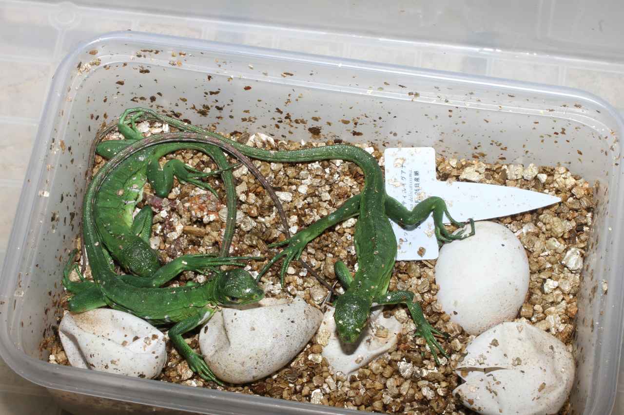 画像: 提供:iZoo 孵化した赤ちゃん