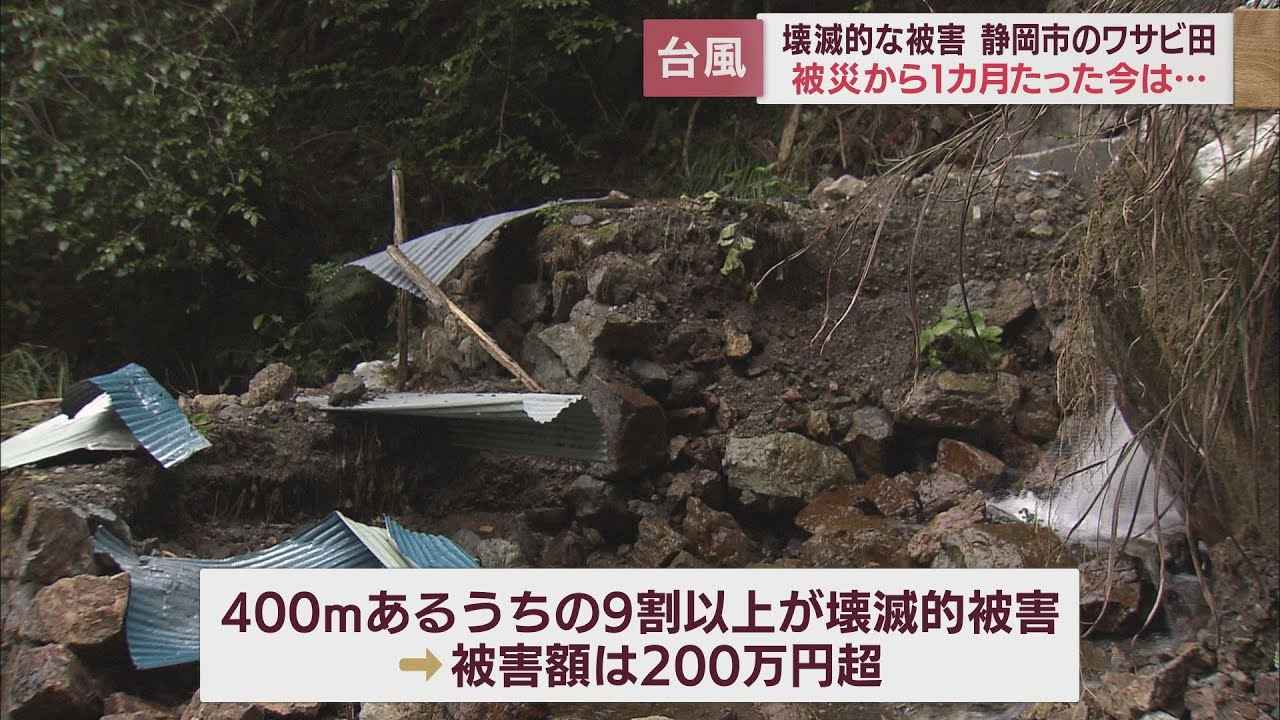 画像: 台風被害から1ヵ月ワサビ田の今 9割以上の壊滅的被害も「やれること」から少しずつ前へ youtu.be