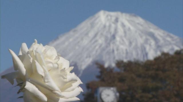 画像: 雪化粧の富士山バックに白やピンクのバラが見ごろ 静岡・富士市 youtu.be