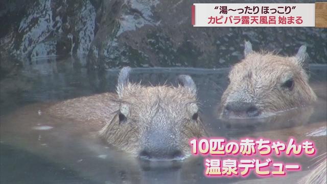 画像: 頭までざぶ~ん…カピバラ10匹の赤ちゃんがお風呂デビュー 静岡・伊東市の伊豆シャボテン動物公園 youtu.be