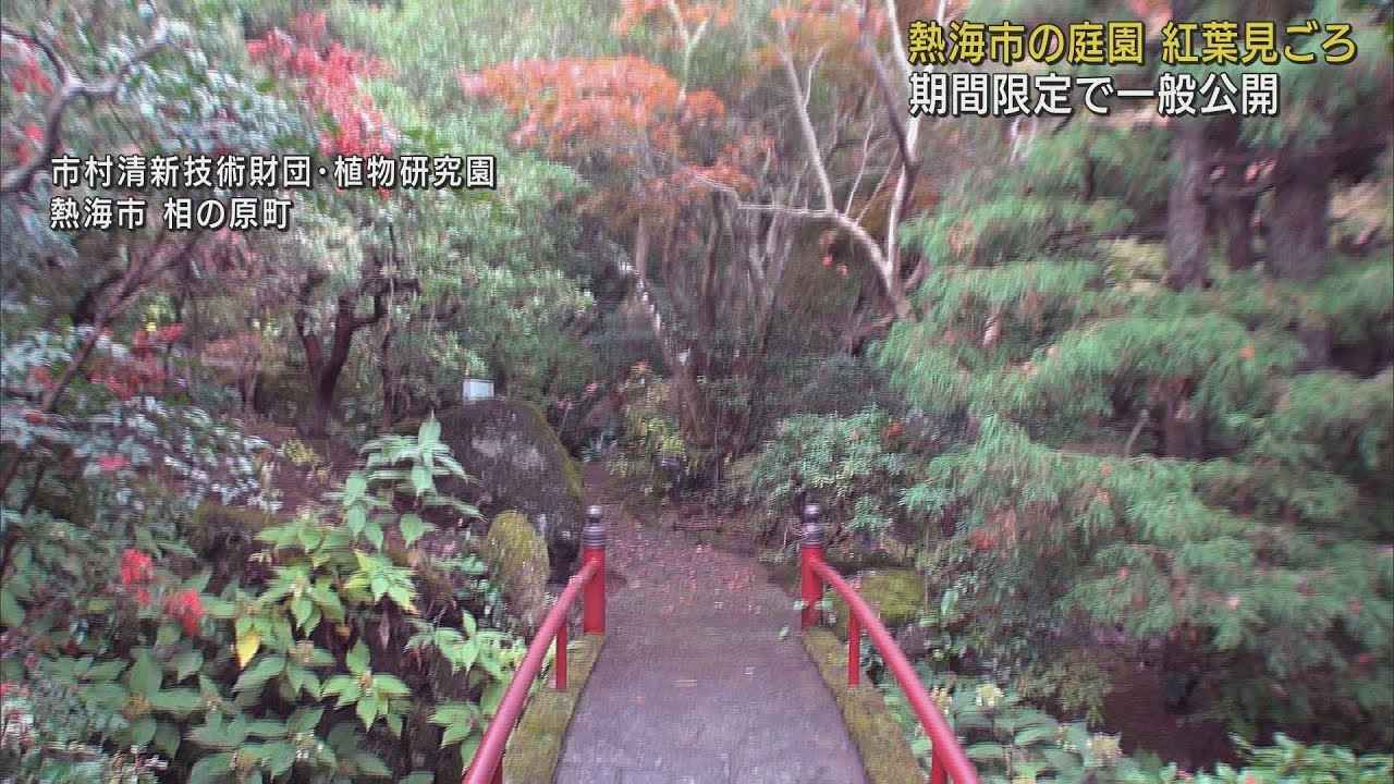 画像: 普段は研究者しか入れない庭園の紅葉が見ごろに 年2回だけの一般公開 静岡・熱海市 youtu.be