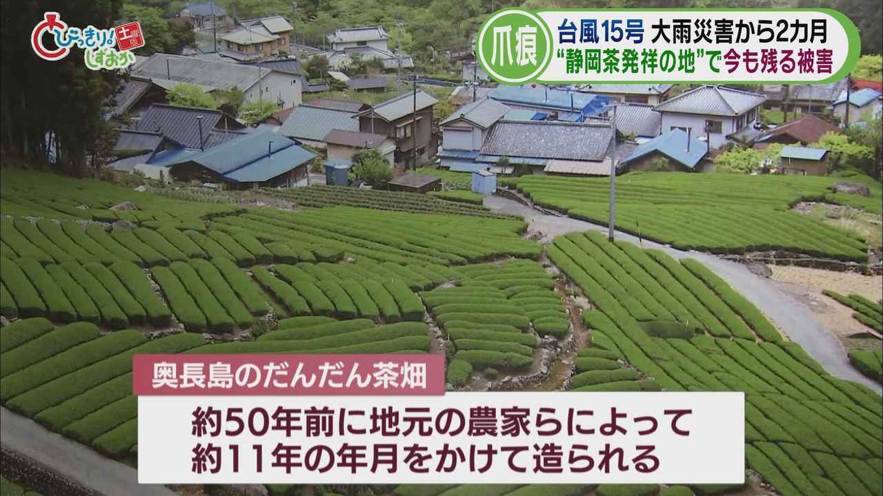 画像1: 「奥長島のだんだん茶畑」