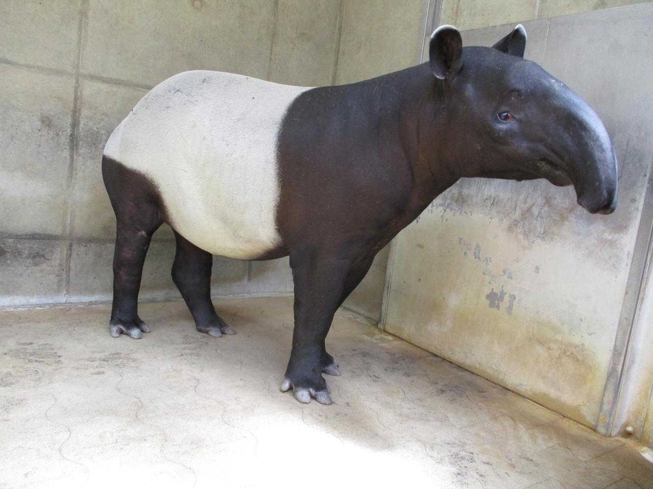 画像: 提供 静岡市立日本平動物園 「ナナハ」(9月撮影)