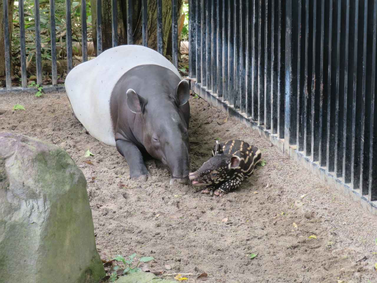 画像: 提供 静岡市立日本平動物園 「オリヒメ」と「ナナハ」(2020年7月19日)