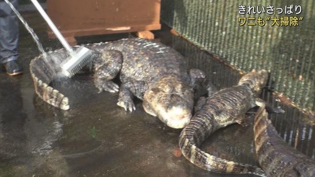 画像: 年末恒例1年の汚れをさっぱりと ワニの大掃除 静岡・東伊豆町「熱川バナナワニ園」 youtu.be