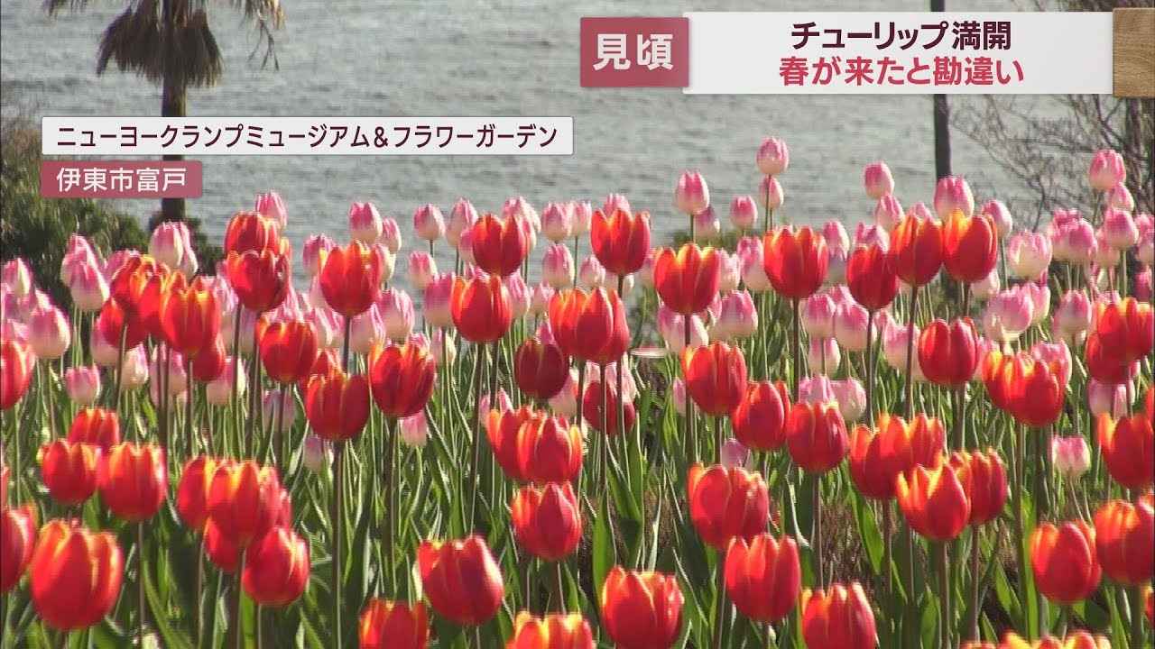 画像: 春が来たと勘違い? 新春にアイスチューリップが見ごろ 静岡・伊東市 youtu.be
