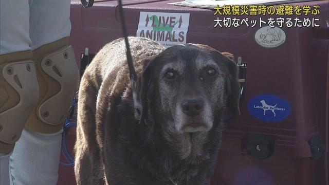 画像: 「むやみに吠えないようにしつけを」 大災害発生時にペットとの避難を学ぶ講座 静岡・富士宮市 youtu.be