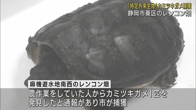 画像: 静岡市のレンコン畑に「特定外来生物」カミツキガメ 人の指をかみちぎる危険も…市が注意を呼びかけ youtu.be