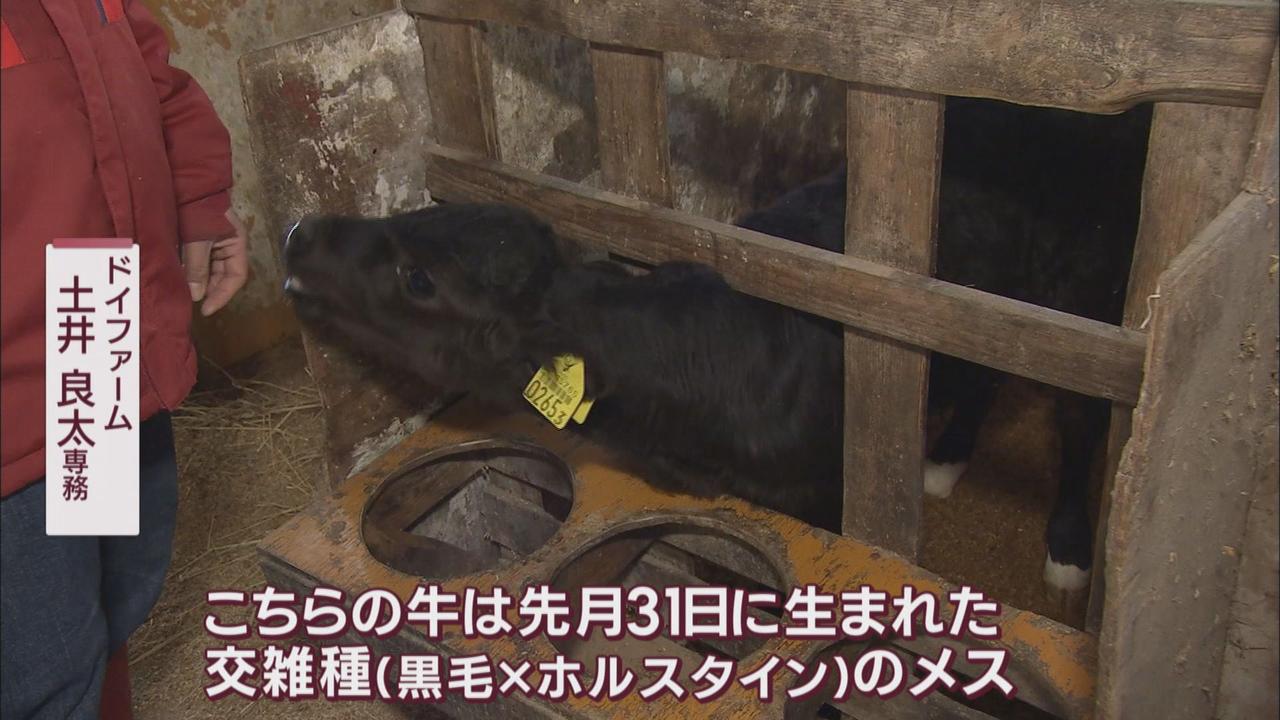 画像2: 価格が10分の1以下になる牛も