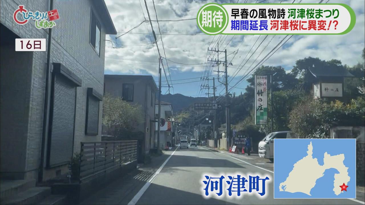 画像: 河津川沿い4kmに850本の河津桜