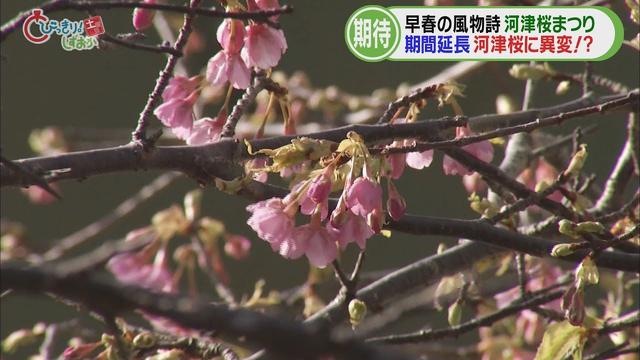 画像: 河津桜まつり…異変!?「いつ満開になるのか読みづらい」 サクラは少なくても観光客は多く…外国人も久しぶりに 静岡・河津町 youtu.be