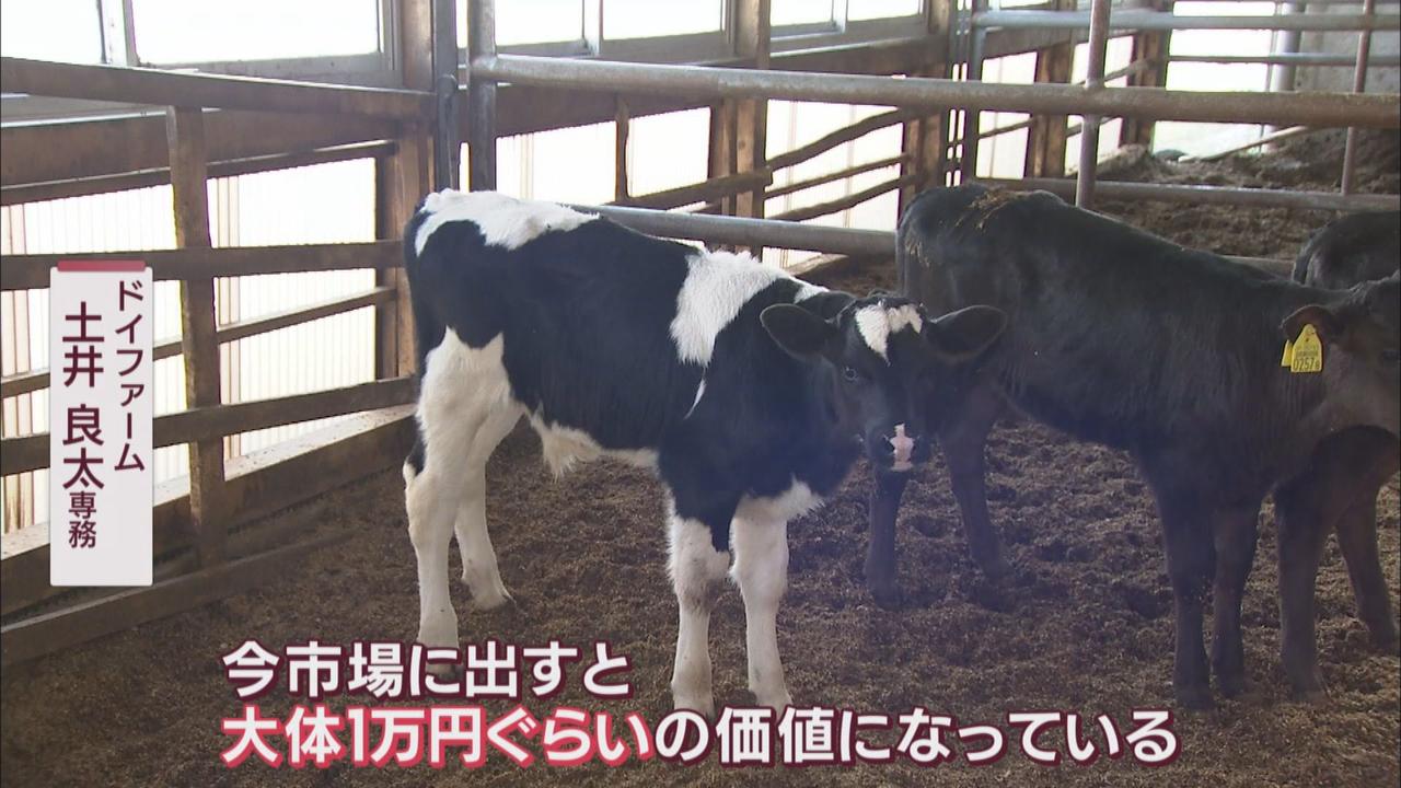 画像1: 価格が10分の1以下になる牛も