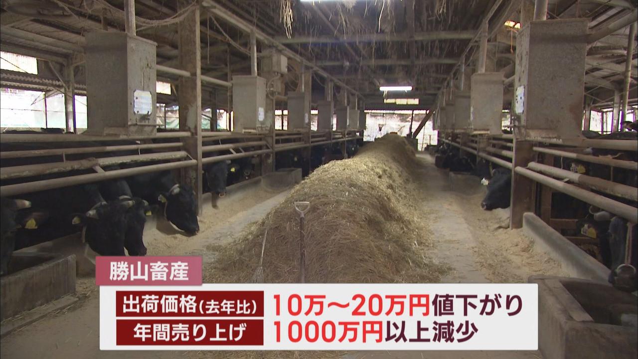 画像: 物価高騰で牛肉が需要減 肉牛の価格も下落