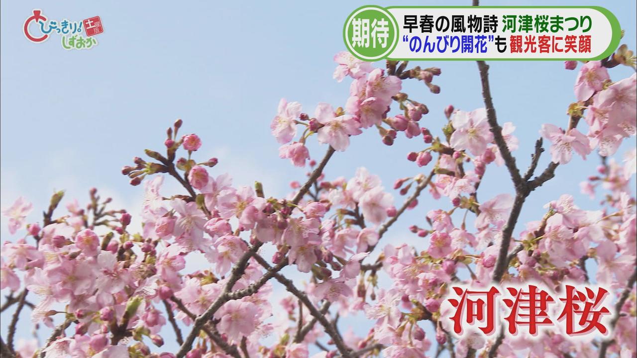 画像: サクラが少なくても観光客は多い