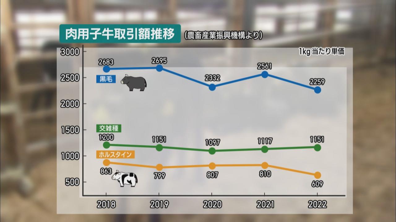画像1: さく乳牛80頭で餌代は月に1000万円