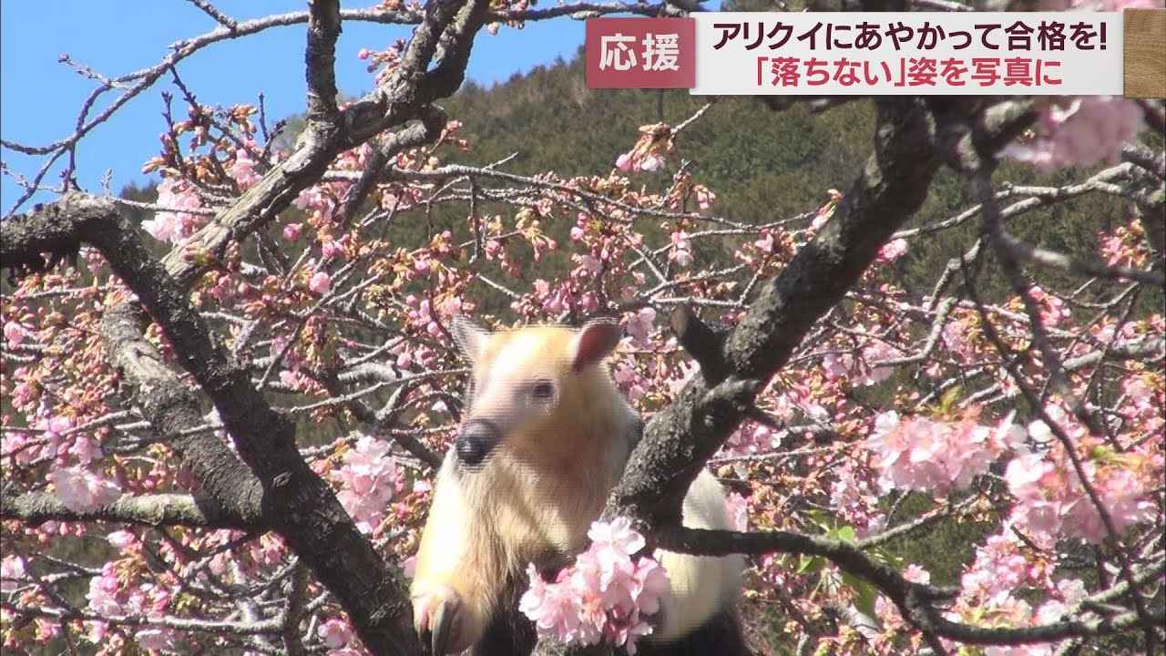 画像: 絶対「落ちない」アリクイが受験生を応援 静岡・東伊豆町 伊豆アニマルキングダム youtu.be