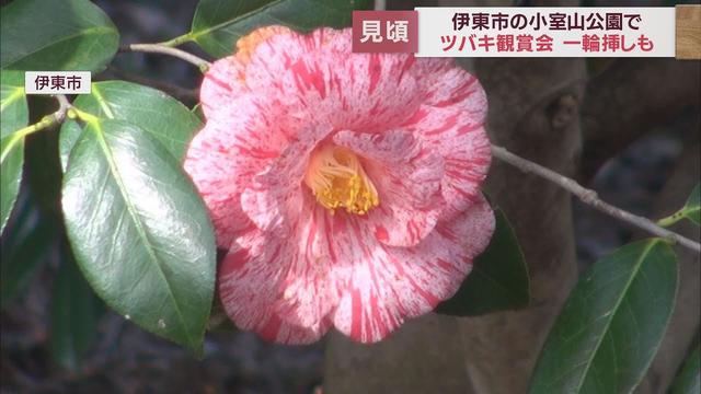 画像: 市の花はツバキ…見ごろ迎えて鑑賞会 会場には1000種4000本のツバキ 静岡・伊東市 youtu.be