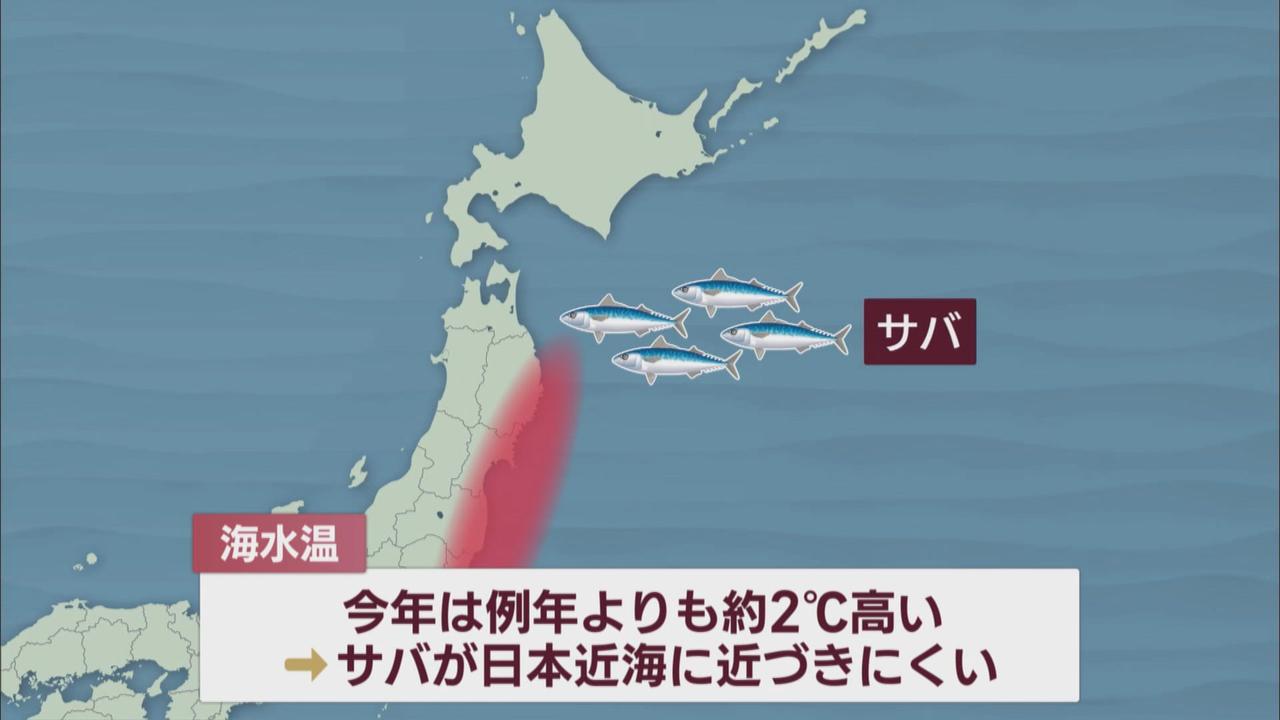 画像: 消えたサバ缶の陰に『イワシ豊漁』　伊東市の漁師「１月半ばから毎日大漁」　研究所「４月頃までは獲れる」