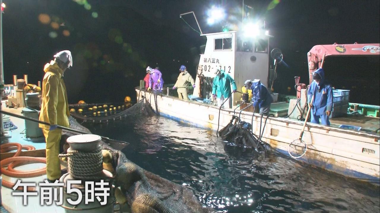 画像1: 漁師は「毎日大漁」