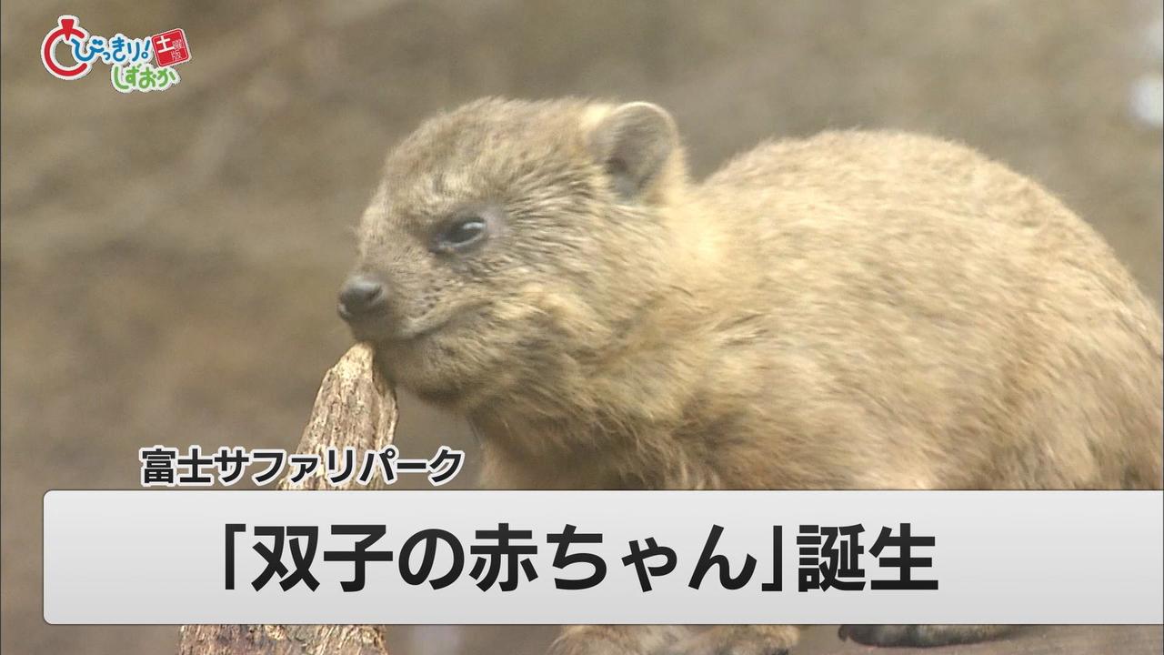 画像: 「忍者のような動き」が人気…ケープハイラックス双子の赤ちゃん 静岡・裾野市「富士サファリパーク」