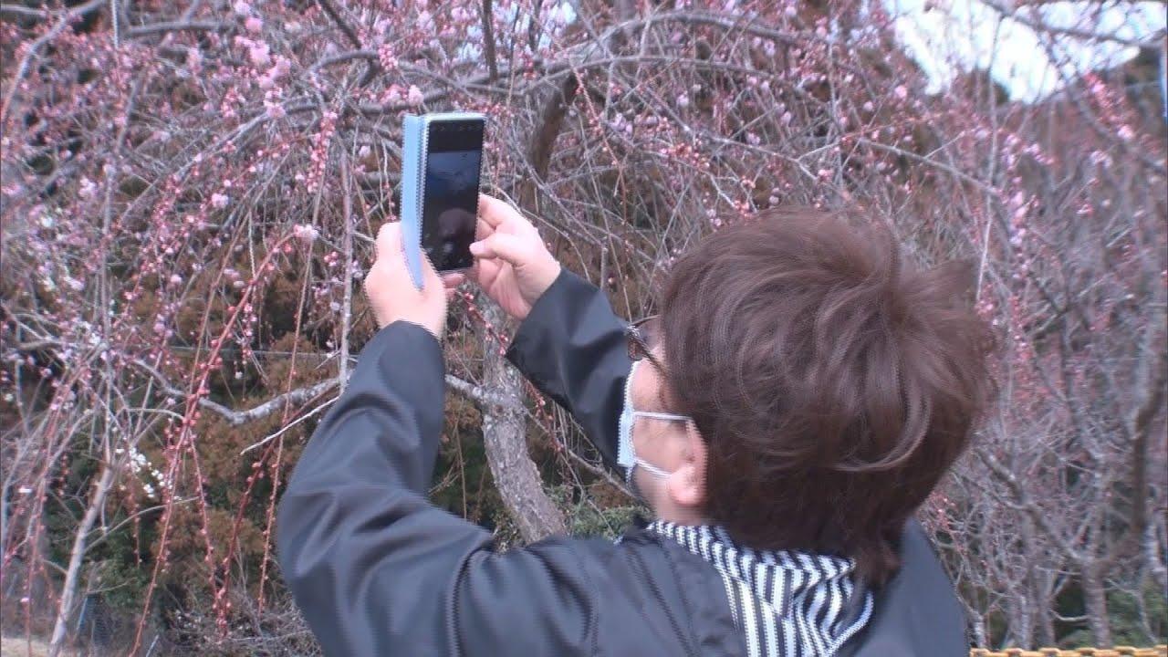 画像: 天城連山を一望しながら…南高梅や白加賀梅など1500本の梅が見頃 静岡・伊豆市の伊豆月ヶ瀬梅林で「梅まつり」 youtu.be