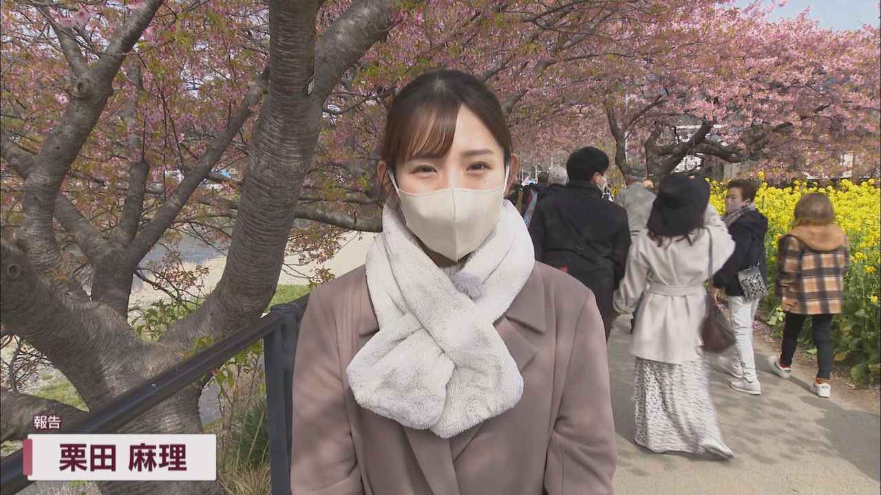 画像1: 3年ぶり通常開催「河津桜まつり」…駐車場も満杯