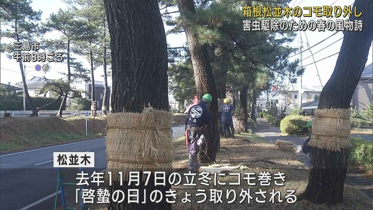 画像: 啓蟄の風物詩「箱根松並木のコモの取り外し」が春の訪れを告げる 静岡・三島市 youtu.be