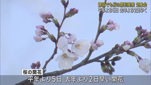 画像: 静岡地方気象台が桜の開花を発表 平年より5日、去年より2日早い開花 youtu.be